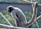 動物図鑑・コモンウーリーモンキー 10